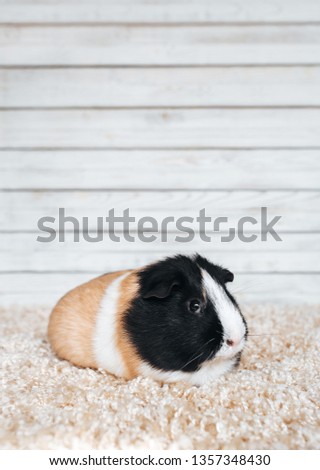Guinea pig sitting in his house. Portrait of a cute pet on a woolen and wooden background. Copy space, poster, advertisement. Thick and funny pig with a big mustache. Beautiful picture.