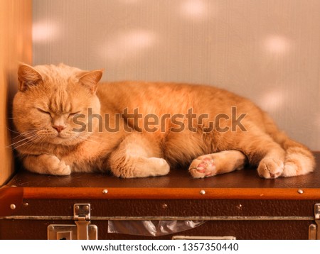 cat lies on a suitcase (British breed) funny pet