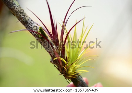 Air Plant attached to tree branch, natural lighting. Macro photograph of bromeliad on tree, Puerto Rican foliage. Natural airplant, close up of succulent. Colorful nature picture.  