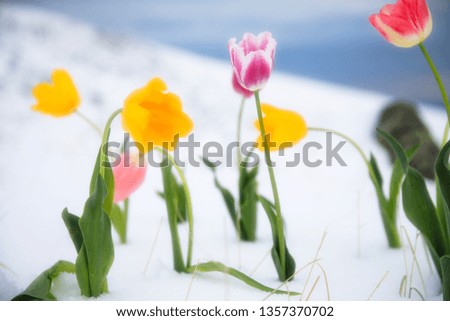 colorful tulips in snow in winter

