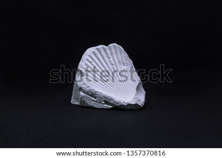 Paleontology, ancient seashell imprint fossil for display