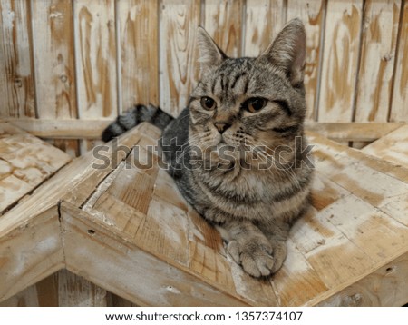 Picture of a cat