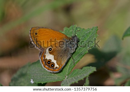 Funda spear fairy butterfly ; Coenonympha arcania
