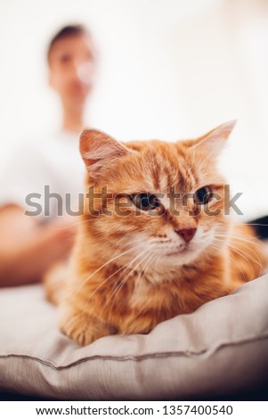 the cat lies on a pillow at home near his master