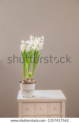 White hyacinths in a pot. 