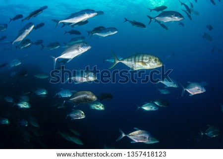 Emperor and Trevally hunting on a tropical coral reef at dusk (Richelieu Rock, Thailand)