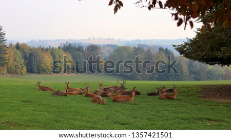 A herd of the Dybowski Sika Deers 