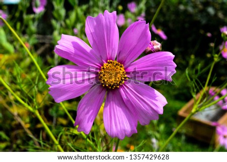 The image shows a pink cosmos flower in a park/ garden. 