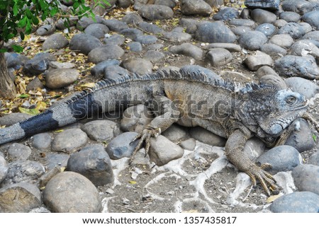 photo of a iguana reptile in the park of the iguanas, Guayaquil, Ecuador. 