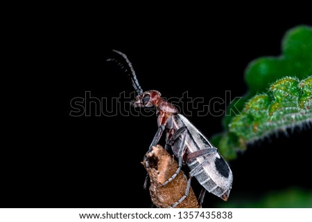 Beetle Epicauta sp.