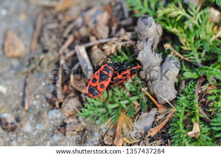 Close-up spring Caucasian red bug Pyrrhocoris apterus sitting on a blade of grass