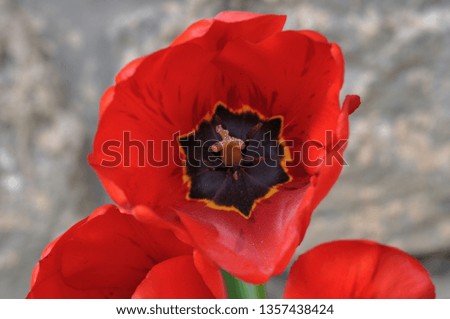 A beautiful red flower with petals with blured background