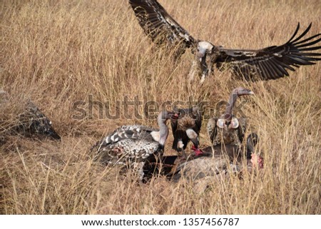 Wildlife seen in Masai Mara Kenya august 2018 wildebeest migration 
