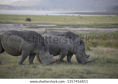 Wildlife seen in Masai Mara Kenya august 2018 wildebeest migration 