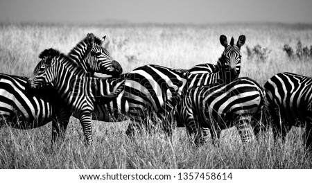 Visit to Masai Mara august 2018 wildebeest migration black and white images nature and wildlife 