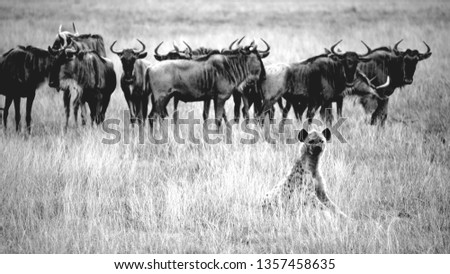 Visit to Masai Mara august 2018 wildebeest migration black and white images nature and wildlife 