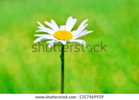 Summer landscape with daisy on field with green grass, macro flower
