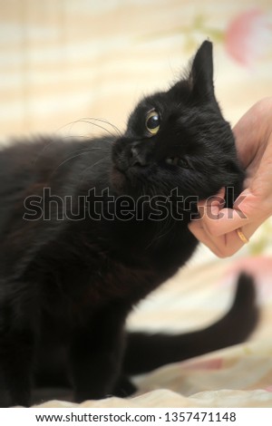 graceful black short-haired home cat
