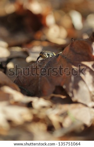 grass snake (Natrix natrix), sometimes called the ringed snake or water snake in beach forest