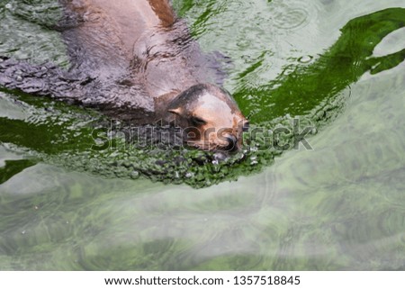 Close up face of a sealion swimming in green water in a zoo wildlife safari park.