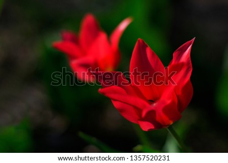 Red Tulips In The Garden. Gift For Womens Day.