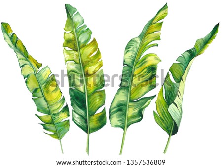 Set of tropical banana leaves. Watercolor on white background. Isolated elements for design.