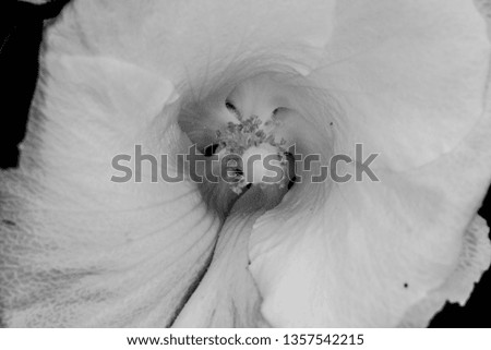 black and white flower picture