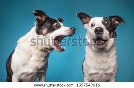 border collie barking with a wide open mouth in a studio shot isolated on a blue background  Royalty-Free Stock Photo #1357549616