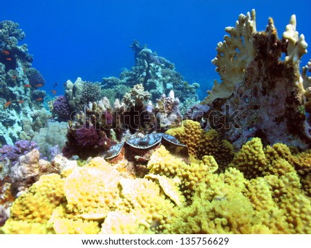 The beautiful underwater view to the coral reef with the hard corals and fire corals