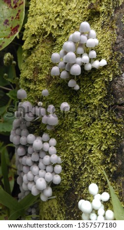 Pictures of mushrooms/fungus out in nature 
