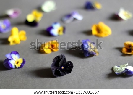 Arrangement of edible flowers on grey background. Top view, selective focus.