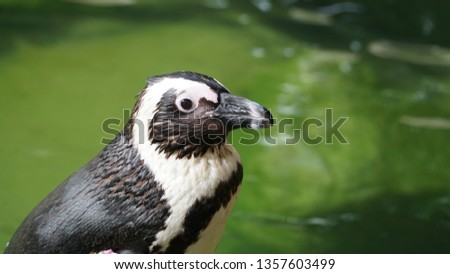 Portrait of Penguin