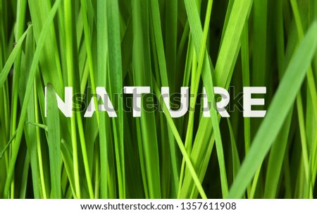 A picture of word nature with tall green grasses. Its provide shelter for insects.