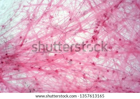 Areolar connective tissue under the microscope view. Histological for human physiology. Royalty-Free Stock Photo #1357613165