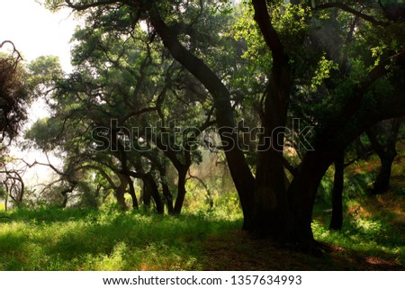 a picture of an exterior Pacific Southwest forest with Interior live oak trees