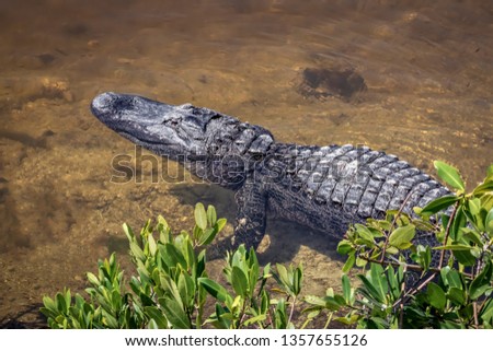An alligator waits motionless on the edge of a Florida Pond in Ding Darling National Wildlife Refuge on Sanibel Island. Royalty-Free Stock Photo #1357655126