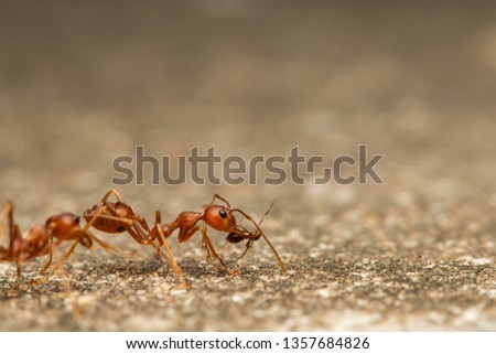 weaver ant carrying a little red fire ant on cement floor/bring it black to the nest