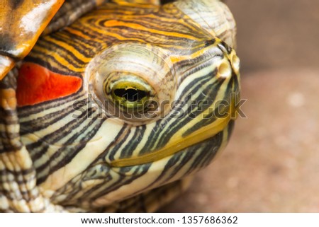 close up head of red-eared terrapin or red-eared slider/trachemys scripta elegans