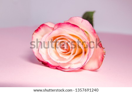 pink floral background. A blooming  rose with fallen leaves. The process of withering of a flower.petal nature and garden at home.