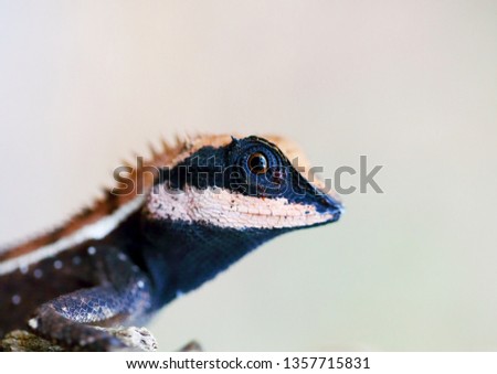 Macro picture of Lizard. Iguana. Gecko. Skink. Chameleon. Reptiles of Thailand.