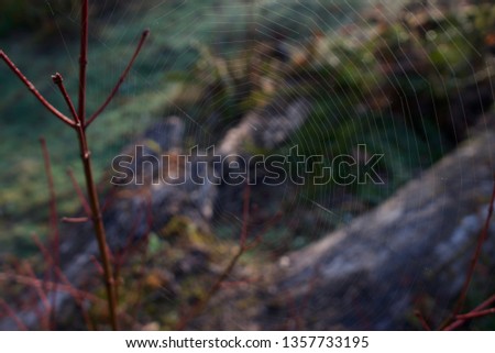 Closeup of Spider Web