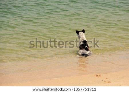 Selective alone white-black dog sitting in the sea to cool its body in hot weather.