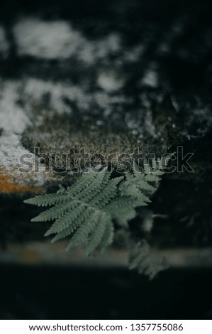 Creative layout made of green leaves. Flat lay. Nature background - Image