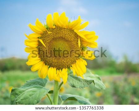 close up sunflower in farm with blue sky background 
