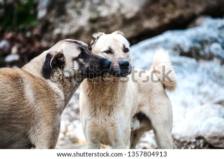 Two Caucasian Shepherd Dogs Close Up. The dog walks through the woods. Pets in love.