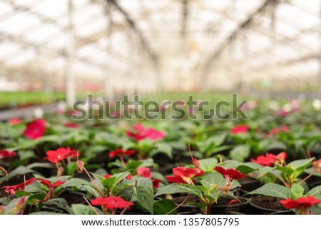 Many blooming flowers in greenhouse. Home gardening