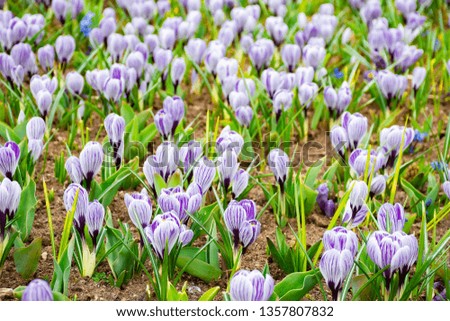 Beautiful purple crocuses field flowers growing and blossome in spring garden, freshness moment in march and april to welcome spring season. Travel and agriculture concept.