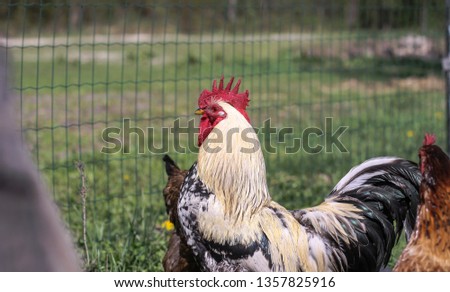 Cute pets are chicken and rooster. Wild birds in nature, in a meadow. Stock background, photo