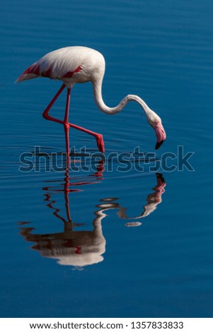 greater flamingo deserts and nature in national parks africa namibia