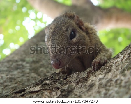 Squirrel Asian brunette Pop the head on the tree for natural food / Thailand